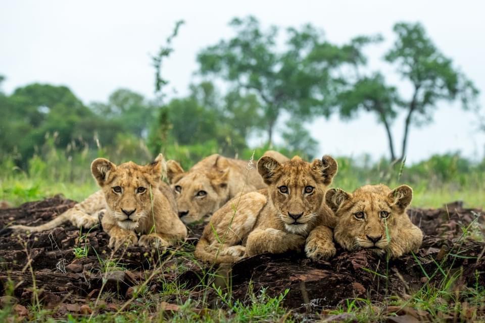 4 Days / 3 Nights Budget Camping Safari in Tanzania