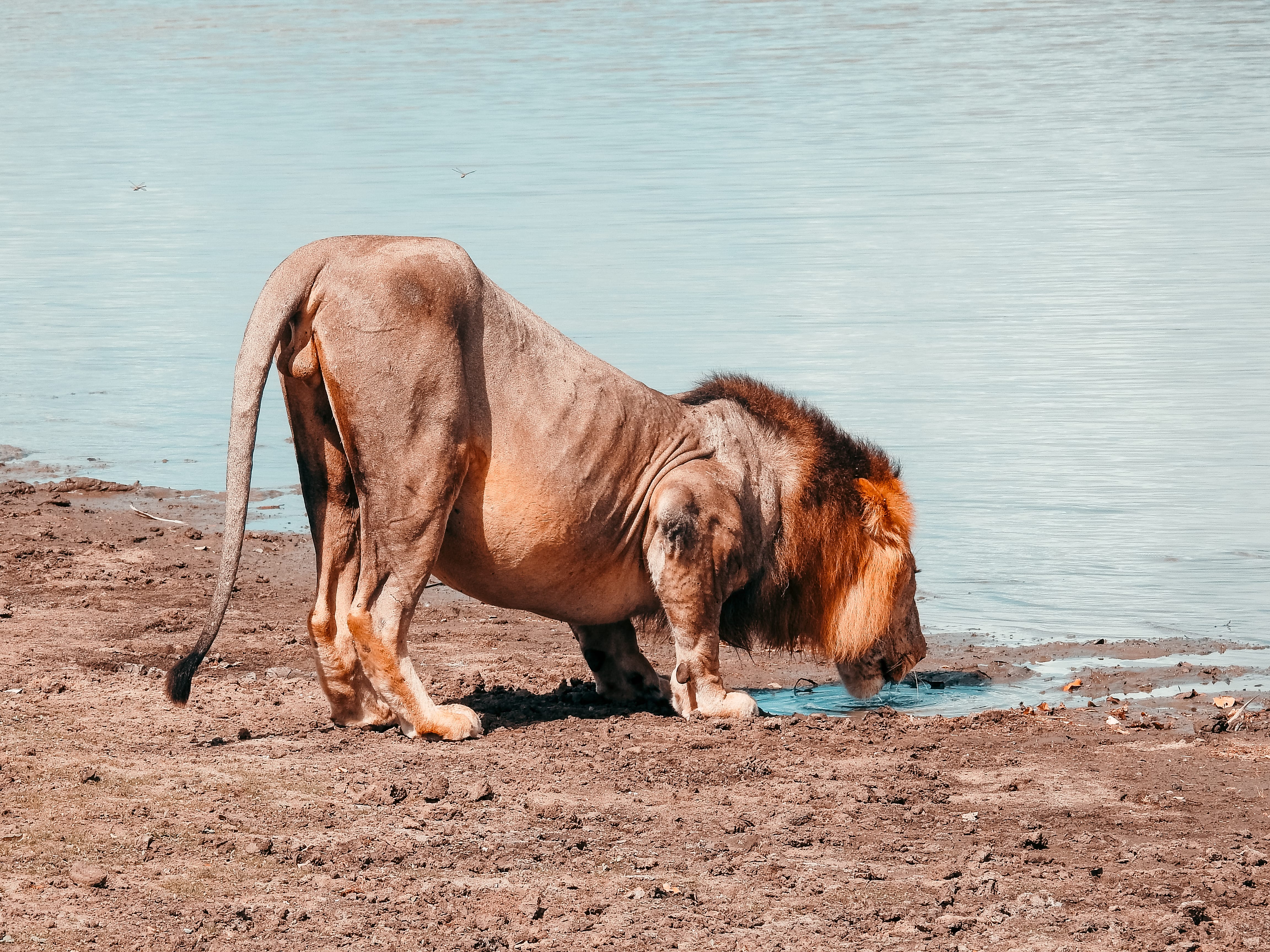 8 Days / 7 Nights Northern Circuit Safari in Tanzania