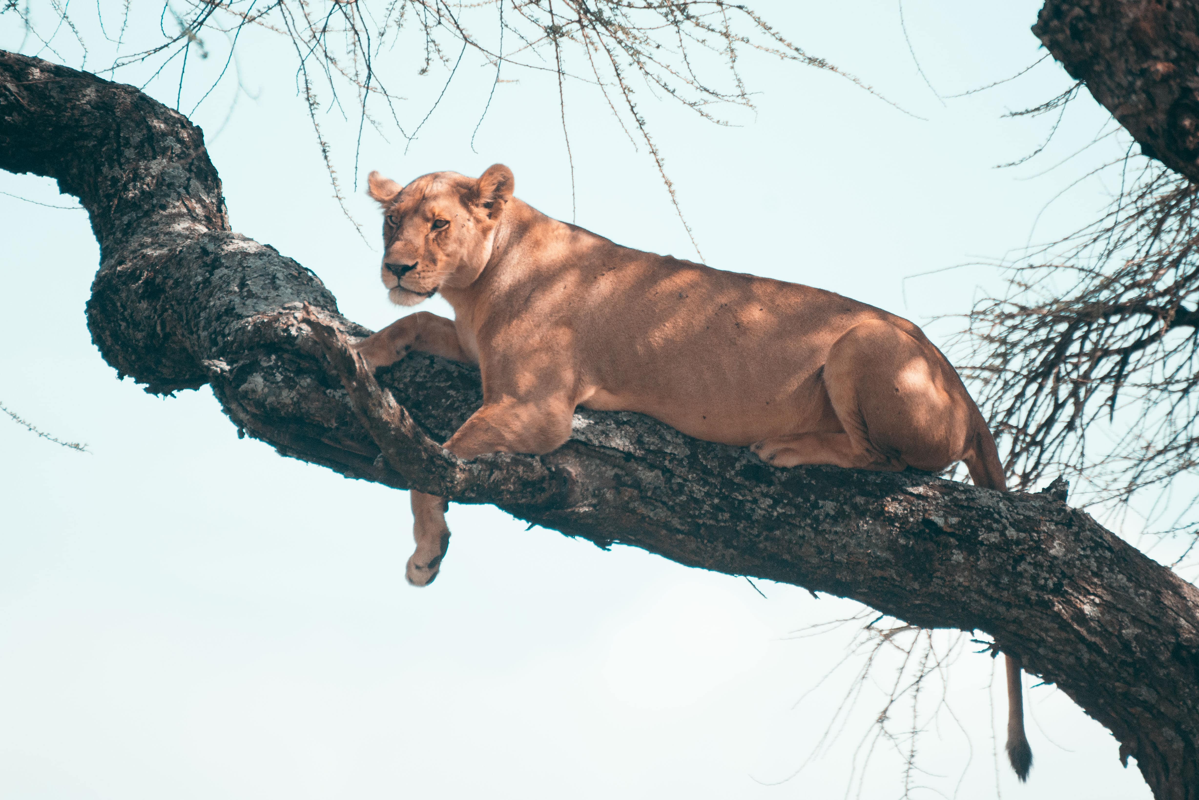 Ruaha National Park