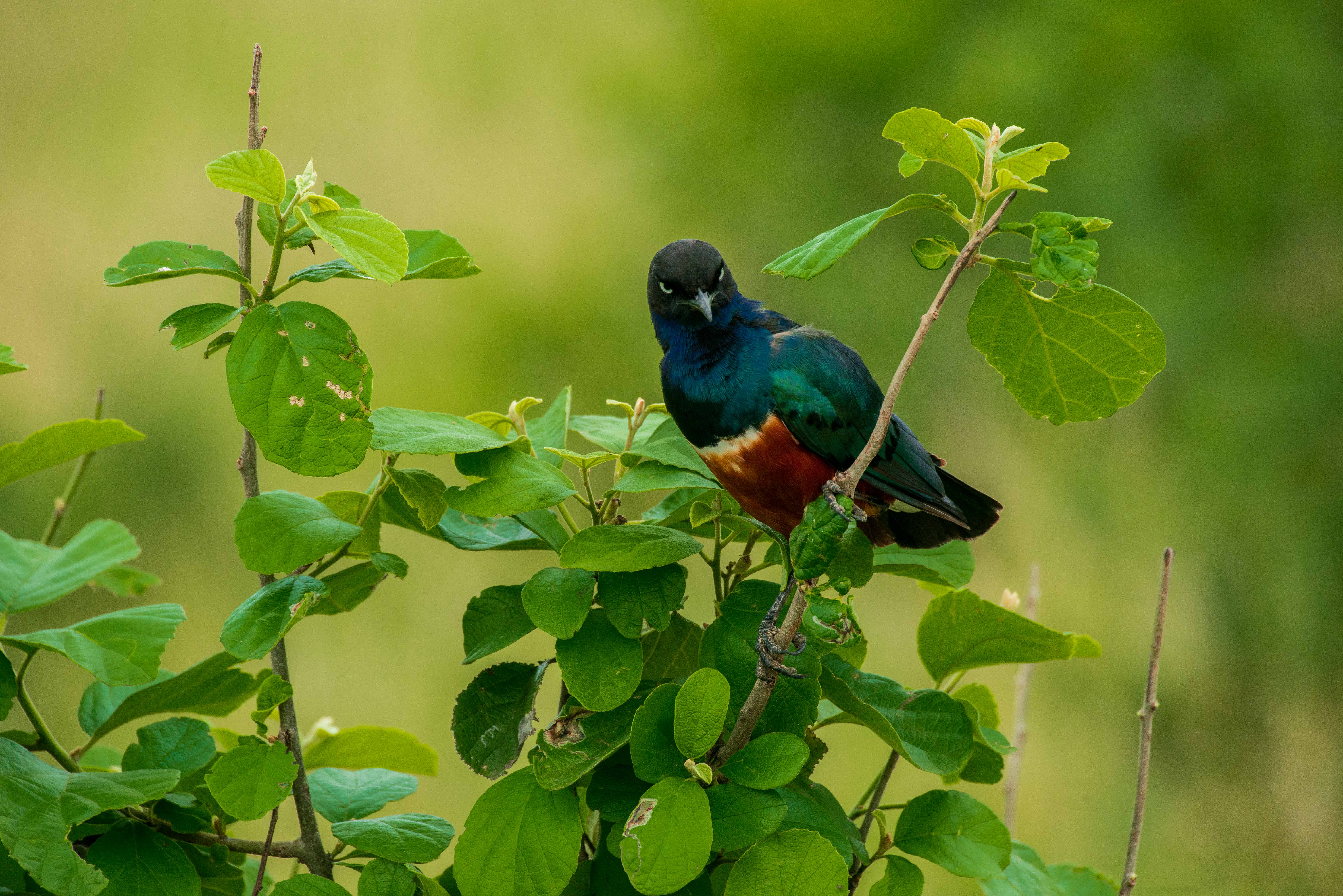 Tarangire National Park