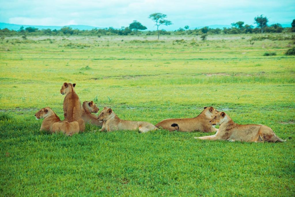 tigers at tanzania national parks