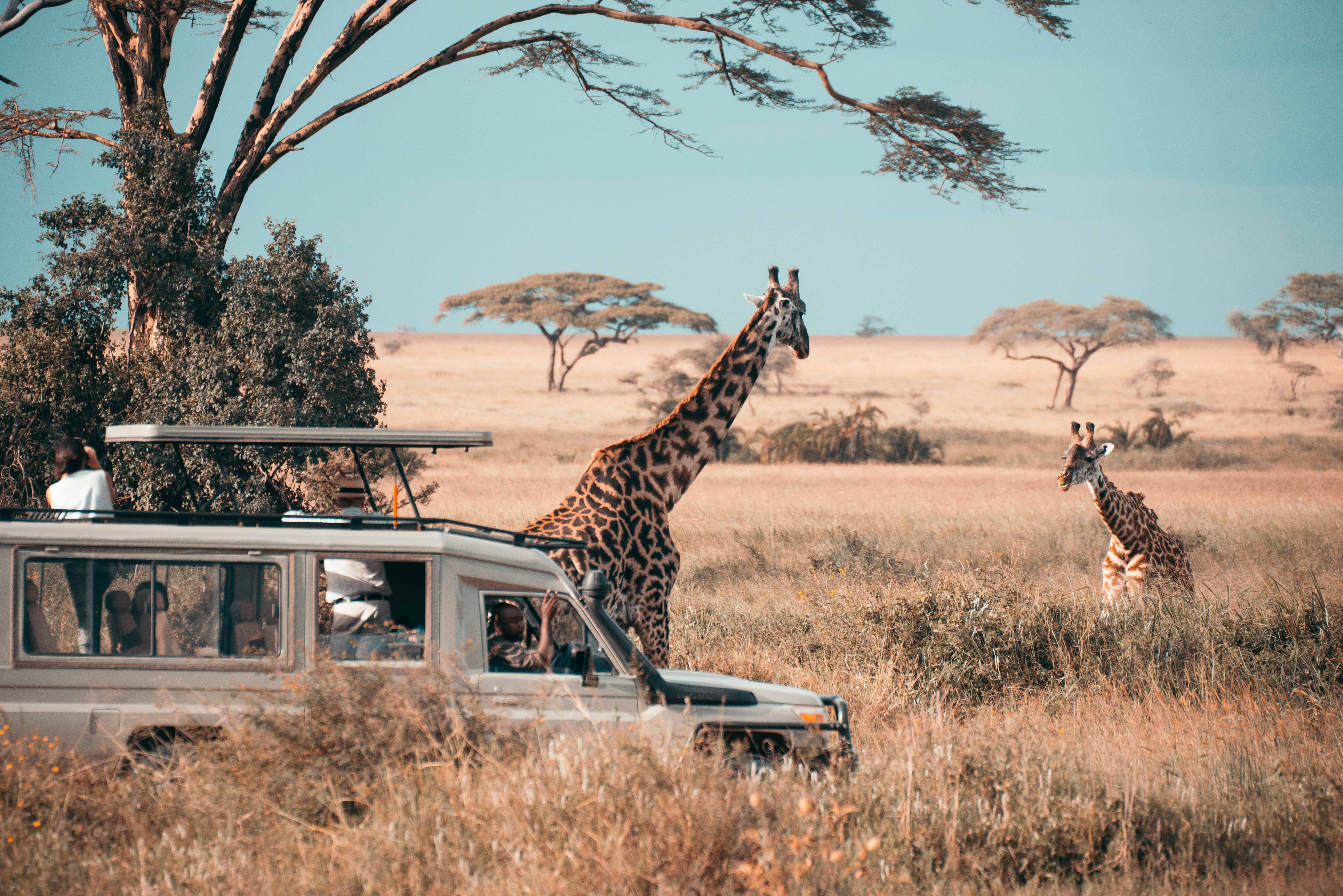 5 Days / 4 Nights Wildlife Safari in Tanzania