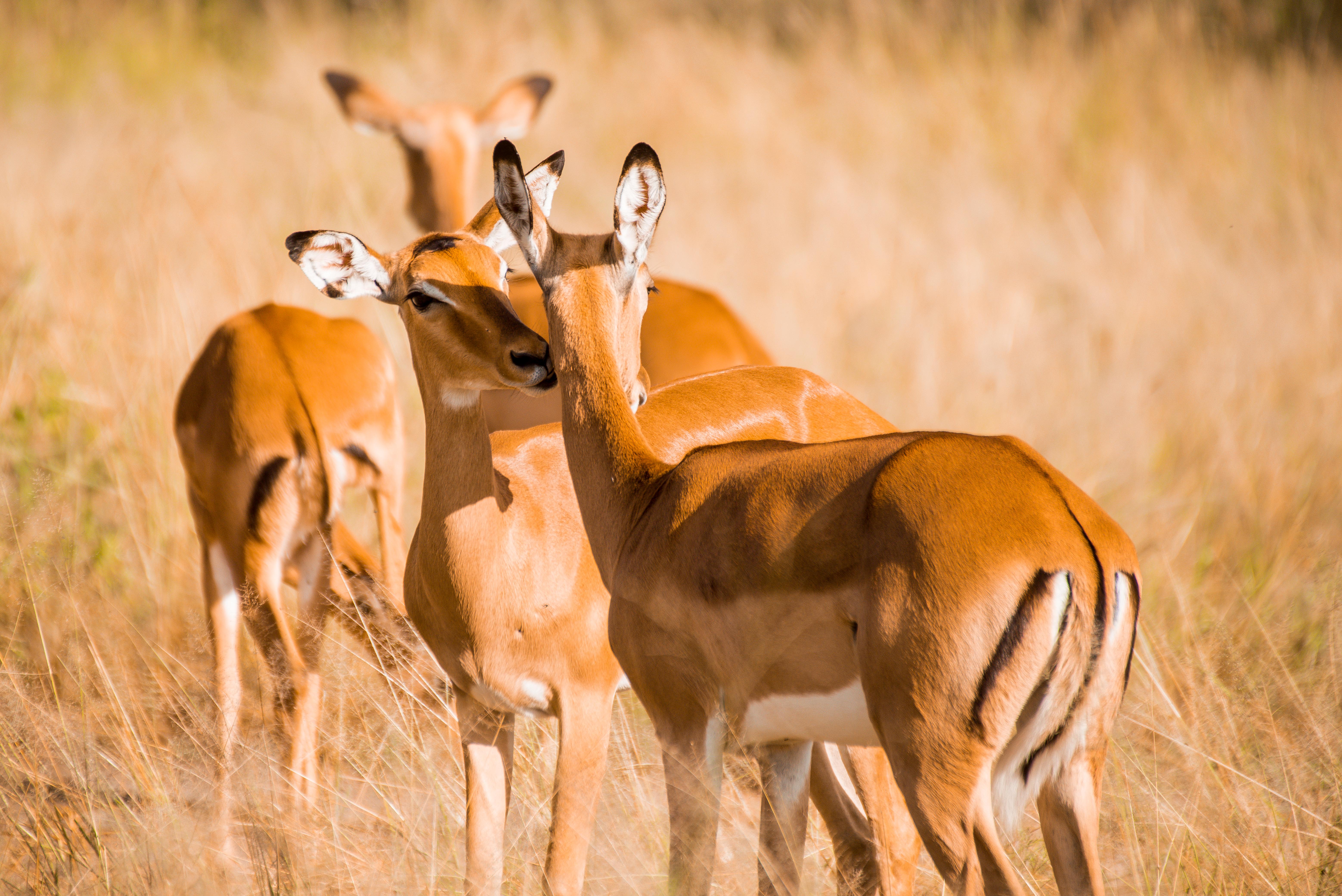7 Days / 6 Nights Camping Safari in Tanzania